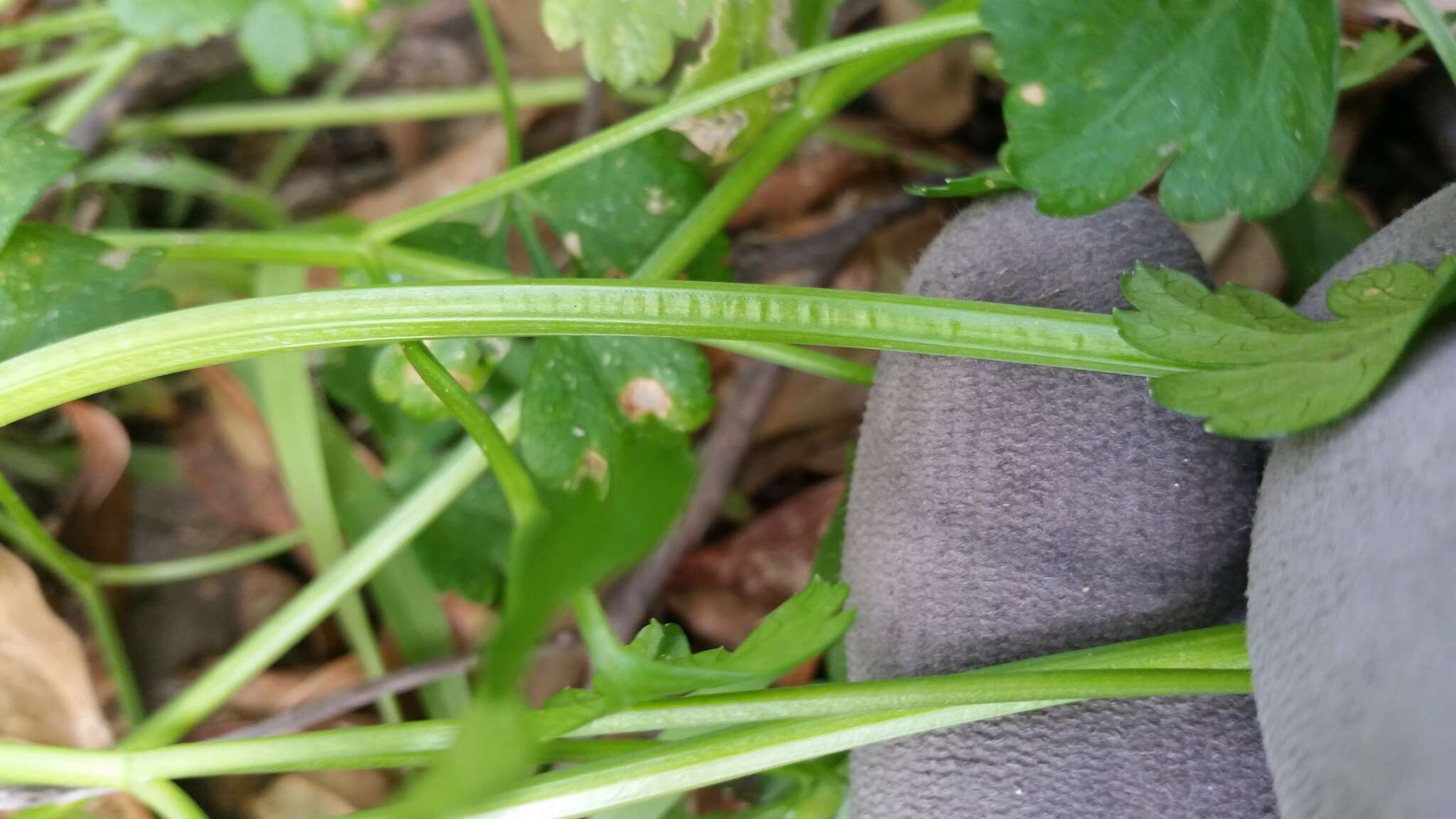 Image de Apium prostratum Labill.