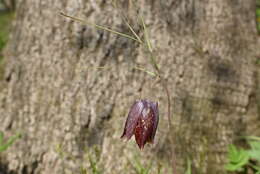 Слика од Fritillaria usuriensis Maxim.