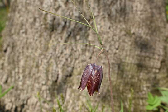 Слика од Fritillaria usuriensis Maxim.