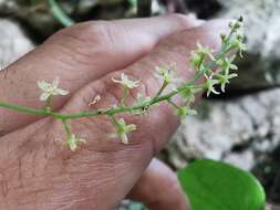 Dioscorea convolvulacea Cham. & Schltdl. resmi