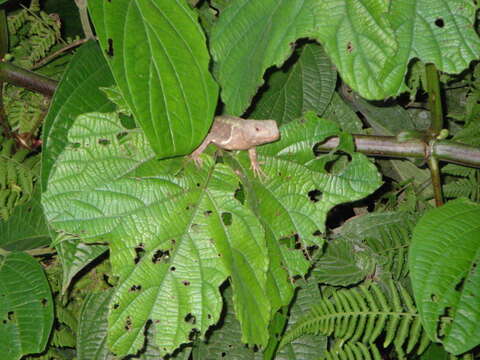 Слика од Stenocercus caducus (Cope 1862)