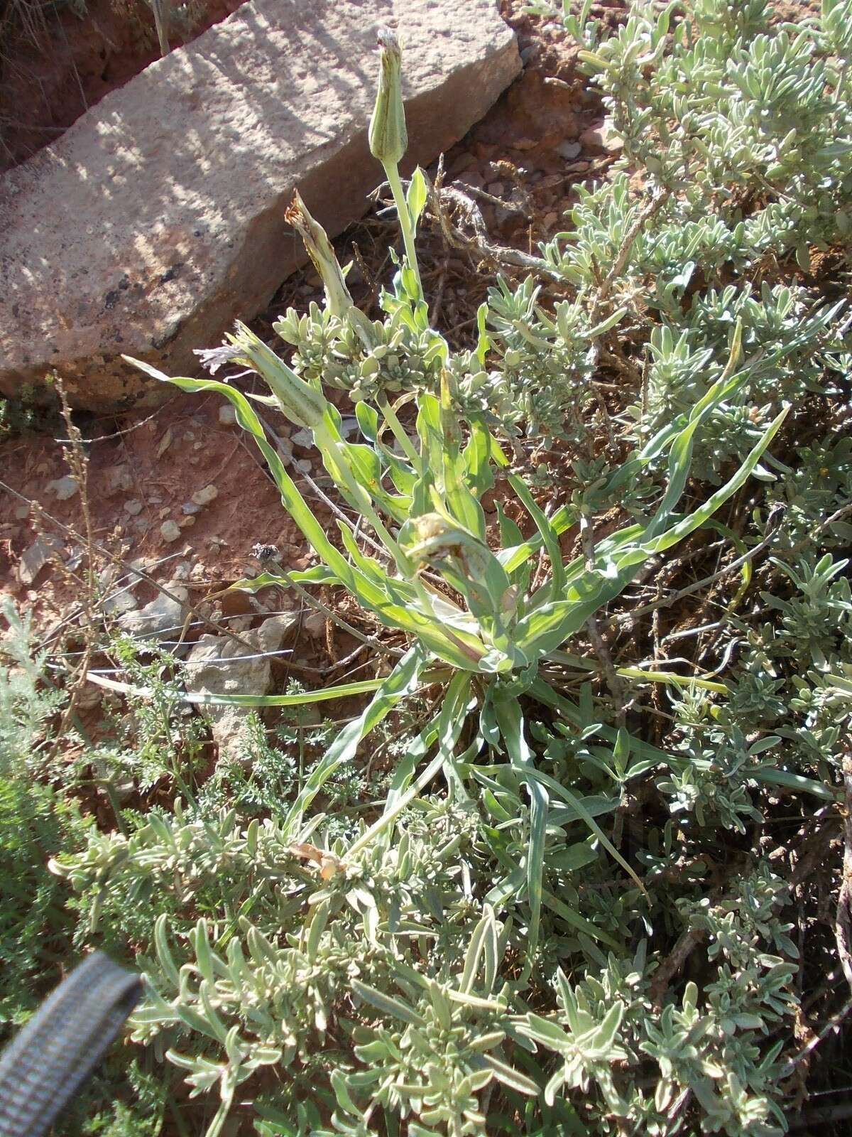 Image of Atriplex cana Ledeb.