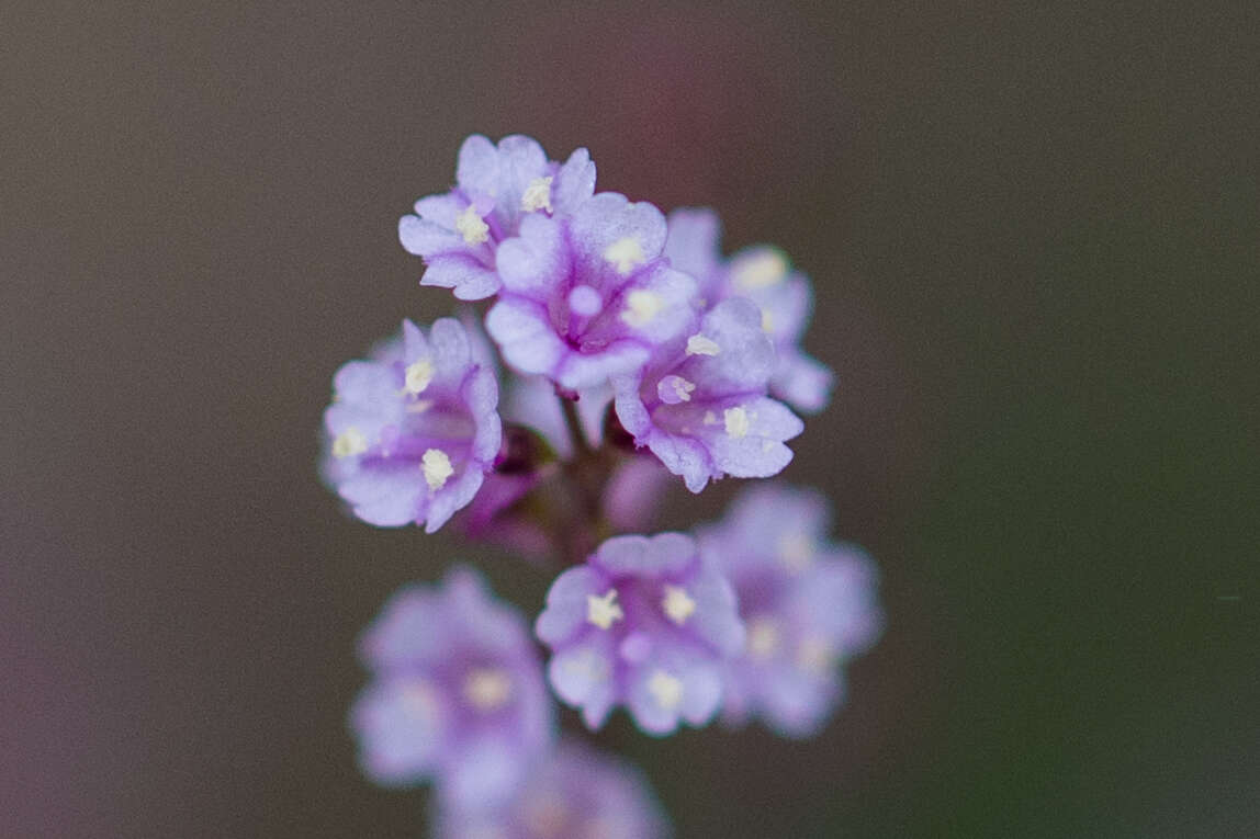 Image of creeping spiderling