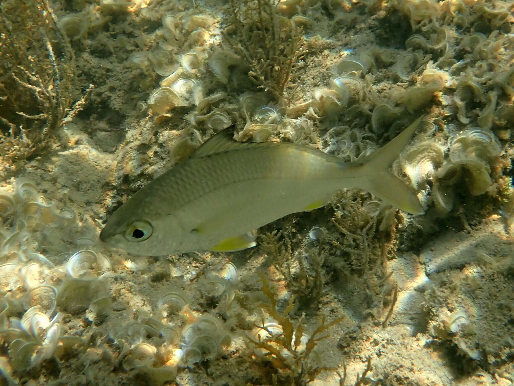 Image of Black-tipped Silver-biddy