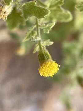 Image of Springdale rockdaisy