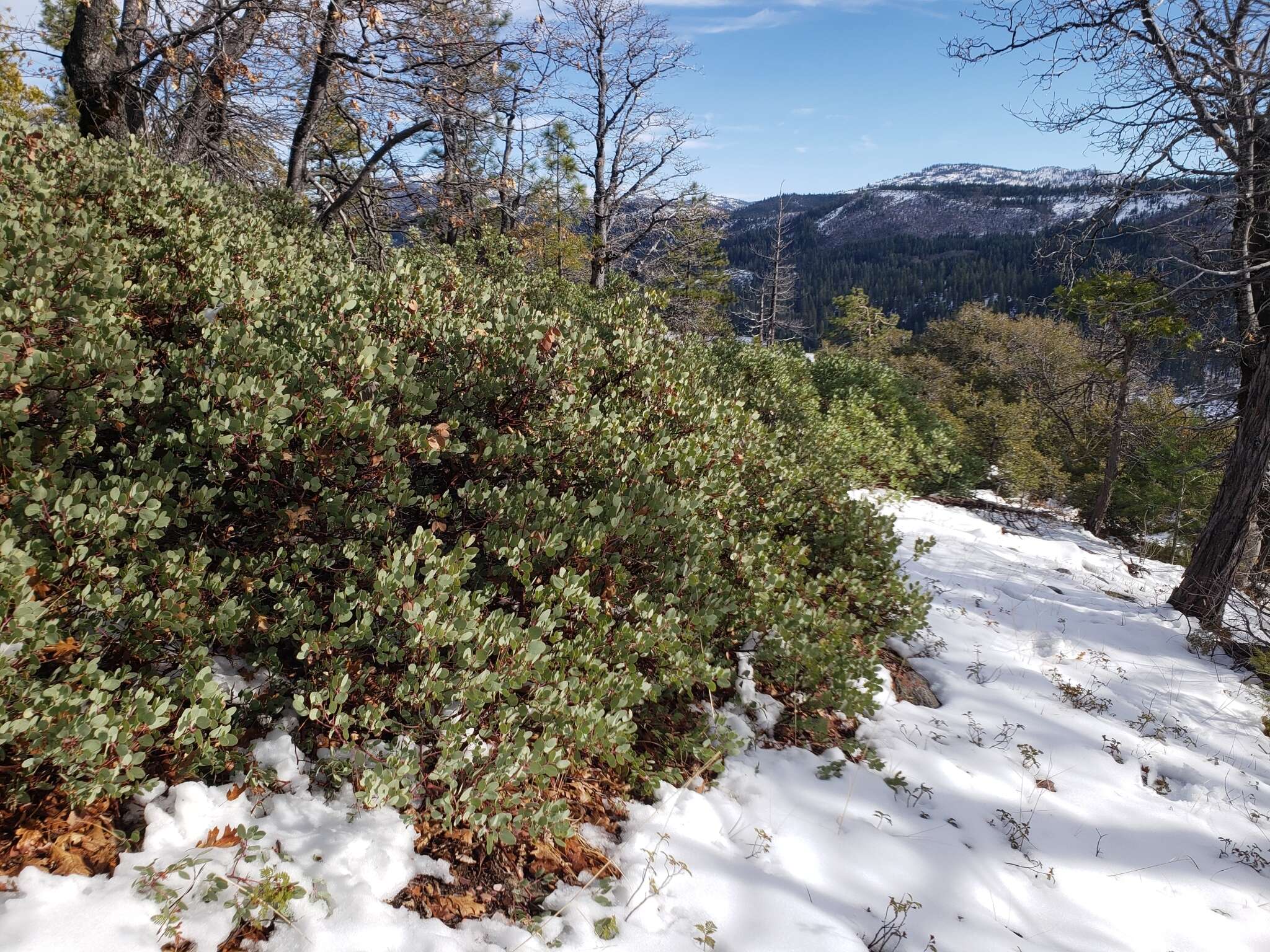 Arctostaphylos viscida subsp. viscida resmi