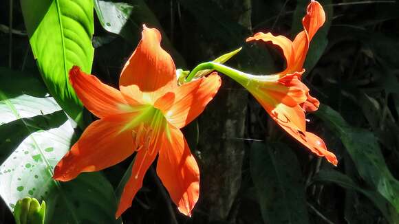 Image of striped Barbados lily