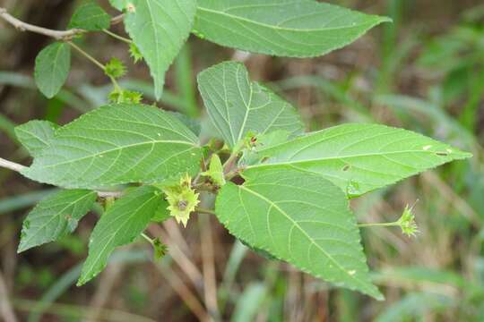 Image of Acalypha leptopoda Müll. Arg.