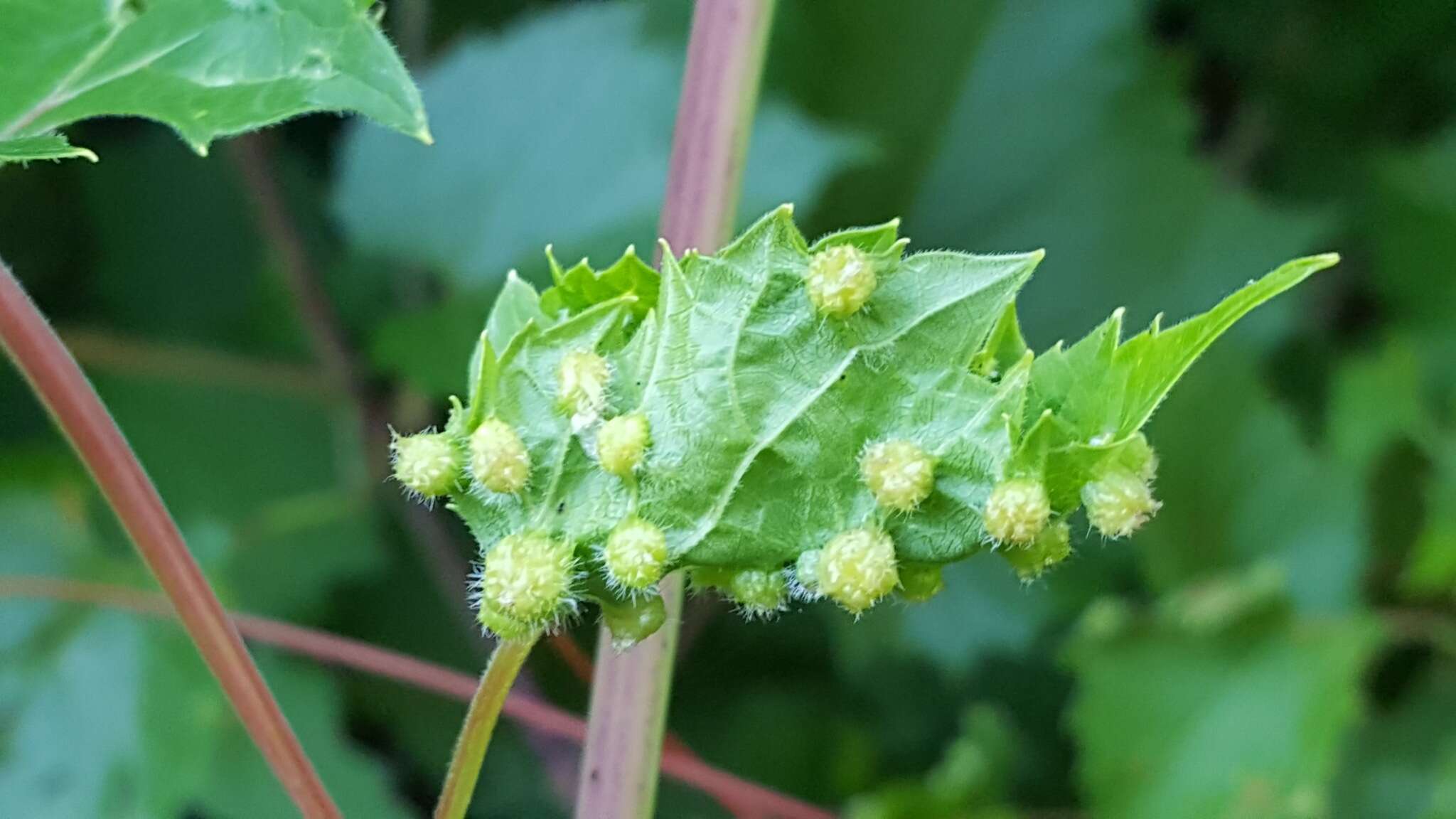 Daktulosphaira vitifoliae (Fitch 1855)的圖片