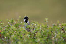 Image of Pallas's Bunting