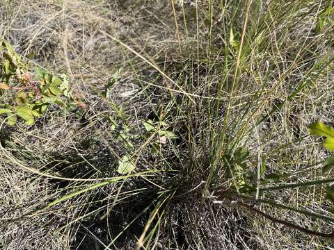 Image of plains rough fescue