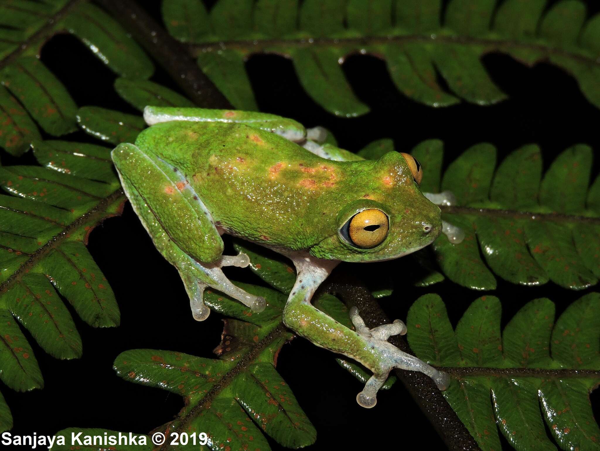 Image of Pseudophilautus mooreorum (Meegaskumbura & Manamendra-Arachchi 2005)