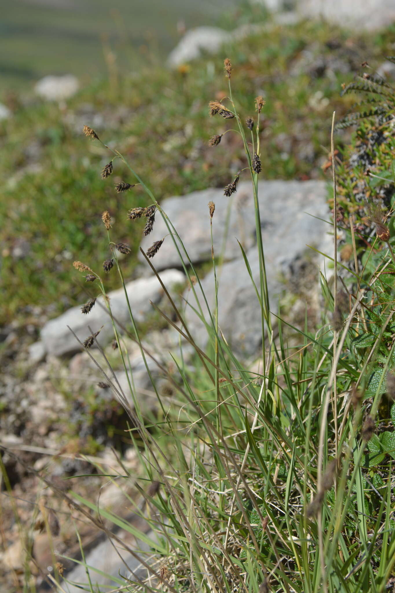 Image of darkbrown sedge