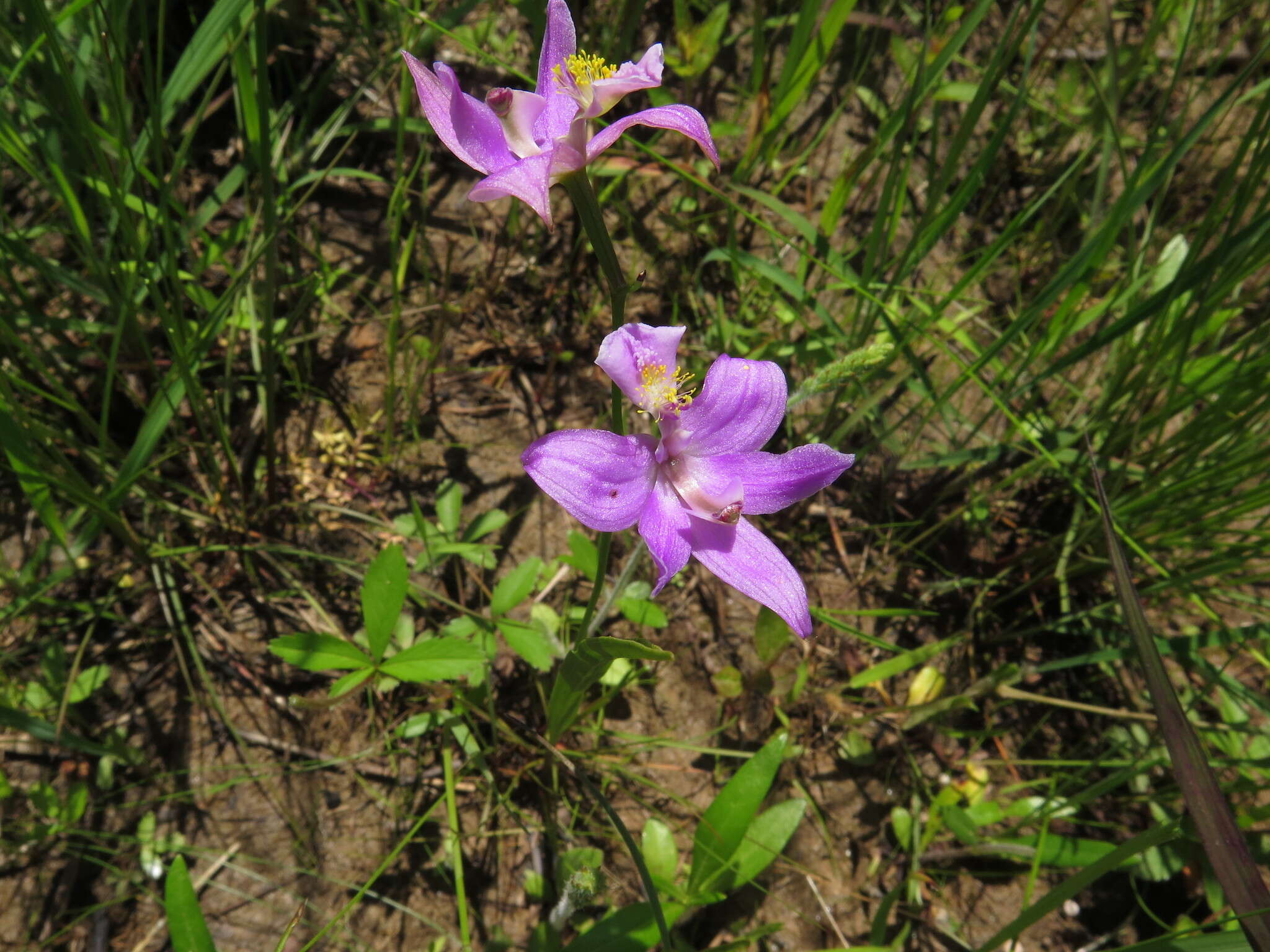 Image of Oklahoma grasspink