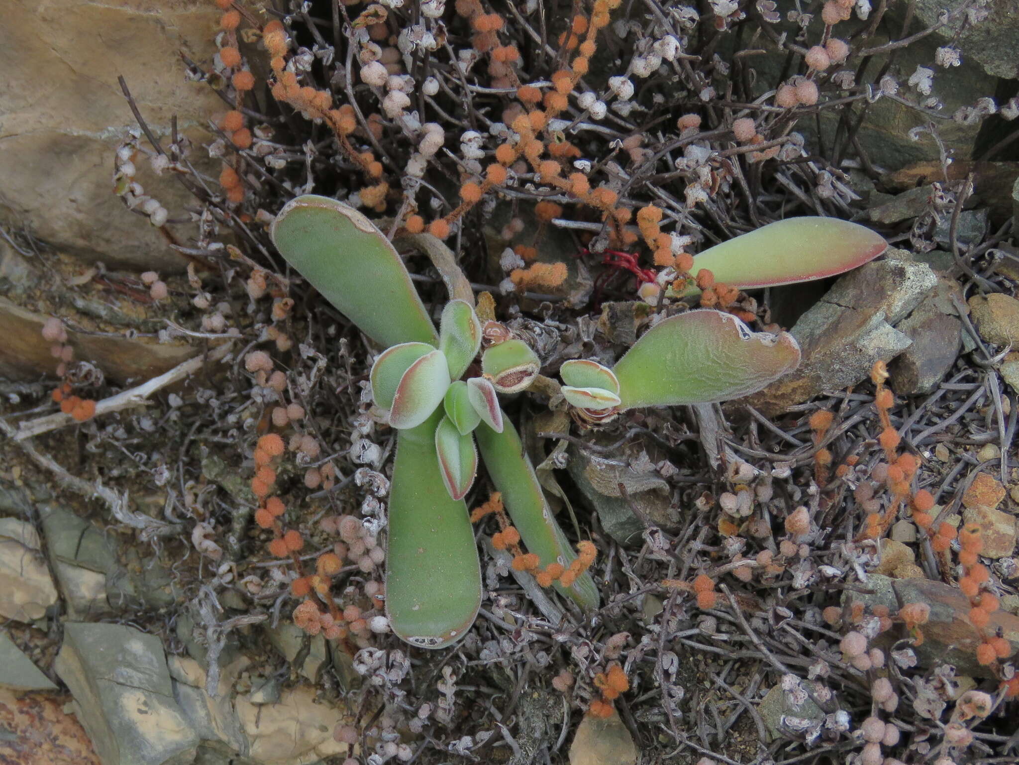 Image of Crassula cotyledonis Thunb.