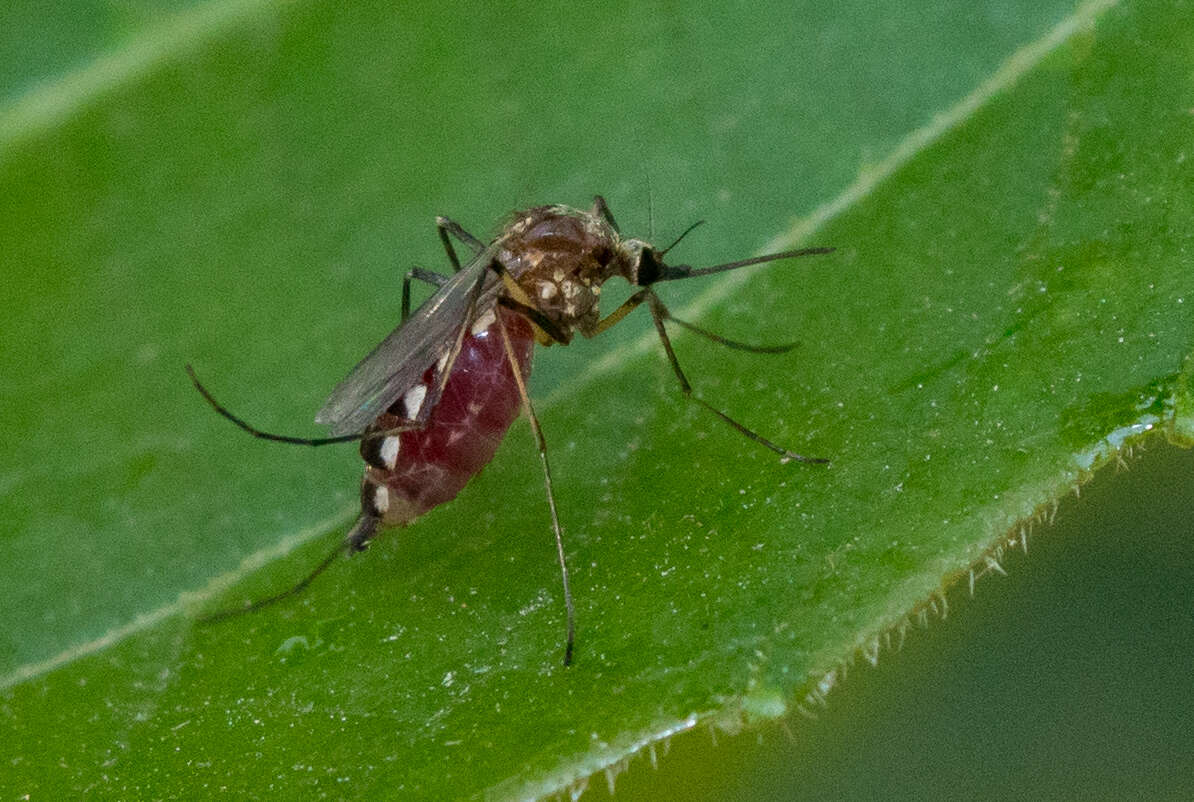 Image of Aedes scapularis (Rondani 1848)