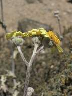 Слика од Senecio antofagastanus Cabrera