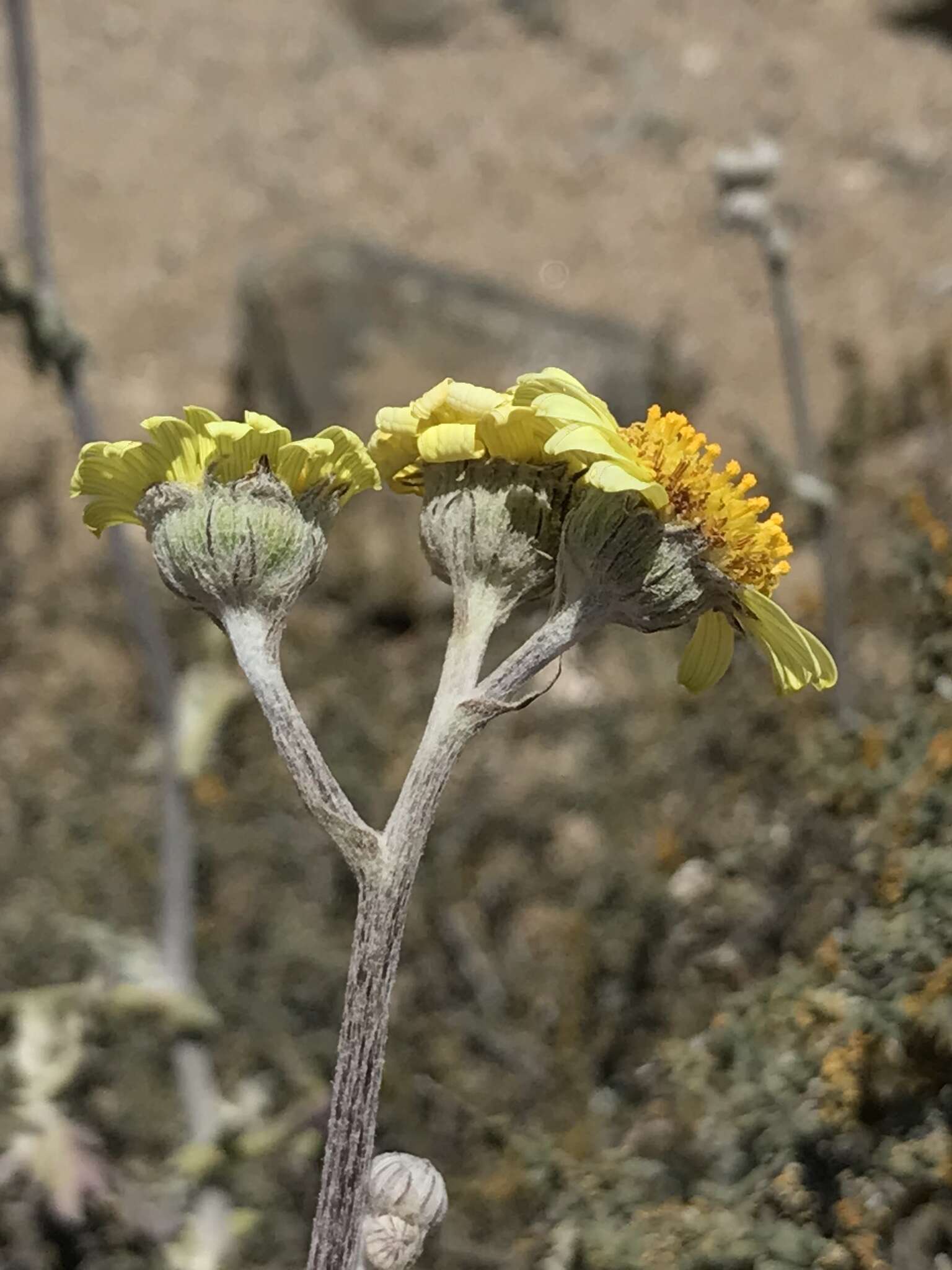 Слика од Senecio antofagastanus Cabrera