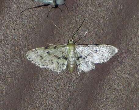 Image of Idaea pervertipennis Hulst 1900