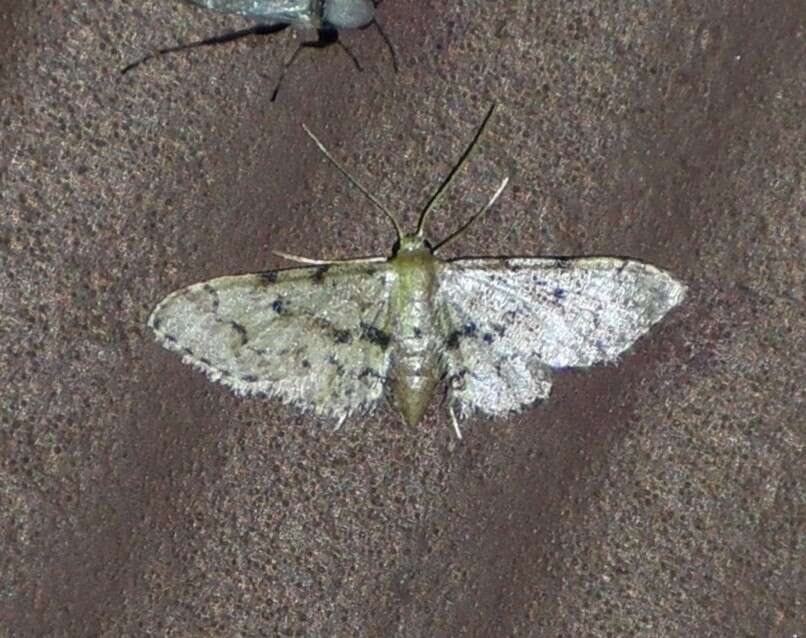 Image of Idaea pervertipennis Hulst 1900