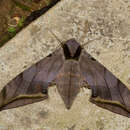 Image de Ambulyx sericeipennis joiceyi (Clark 1923)