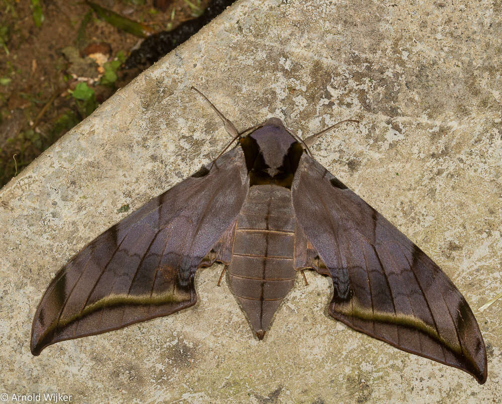 Image de Ambulyx sericeipennis joiceyi (Clark 1923)