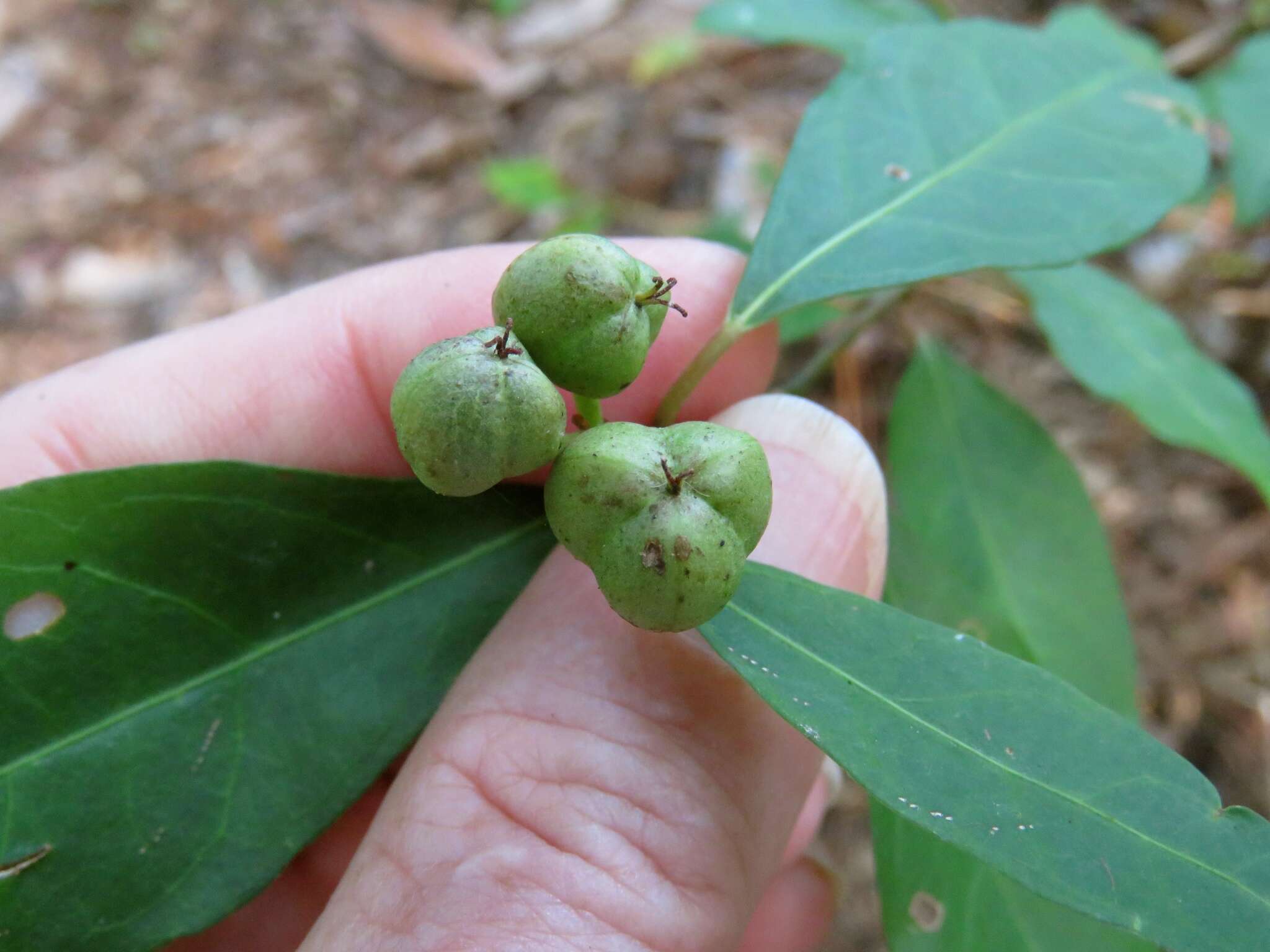 Image of Gulf Sebastian-Bush