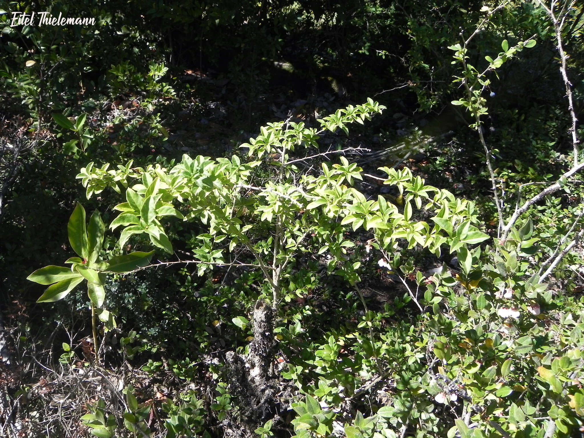 Image of Latua pubiflora (Griseb.) Baill.