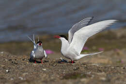 Image of Arctic Tern