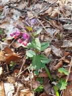 Plancia ëd Pulmonaria vallarsae A. Kerner