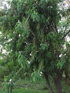 Imagem de Ipomoea murucoides Roem. & Schult.