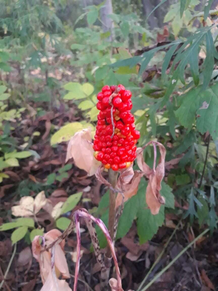 Arisaema serratum var. serratum的圖片