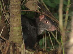 Image of Mexican Agouti