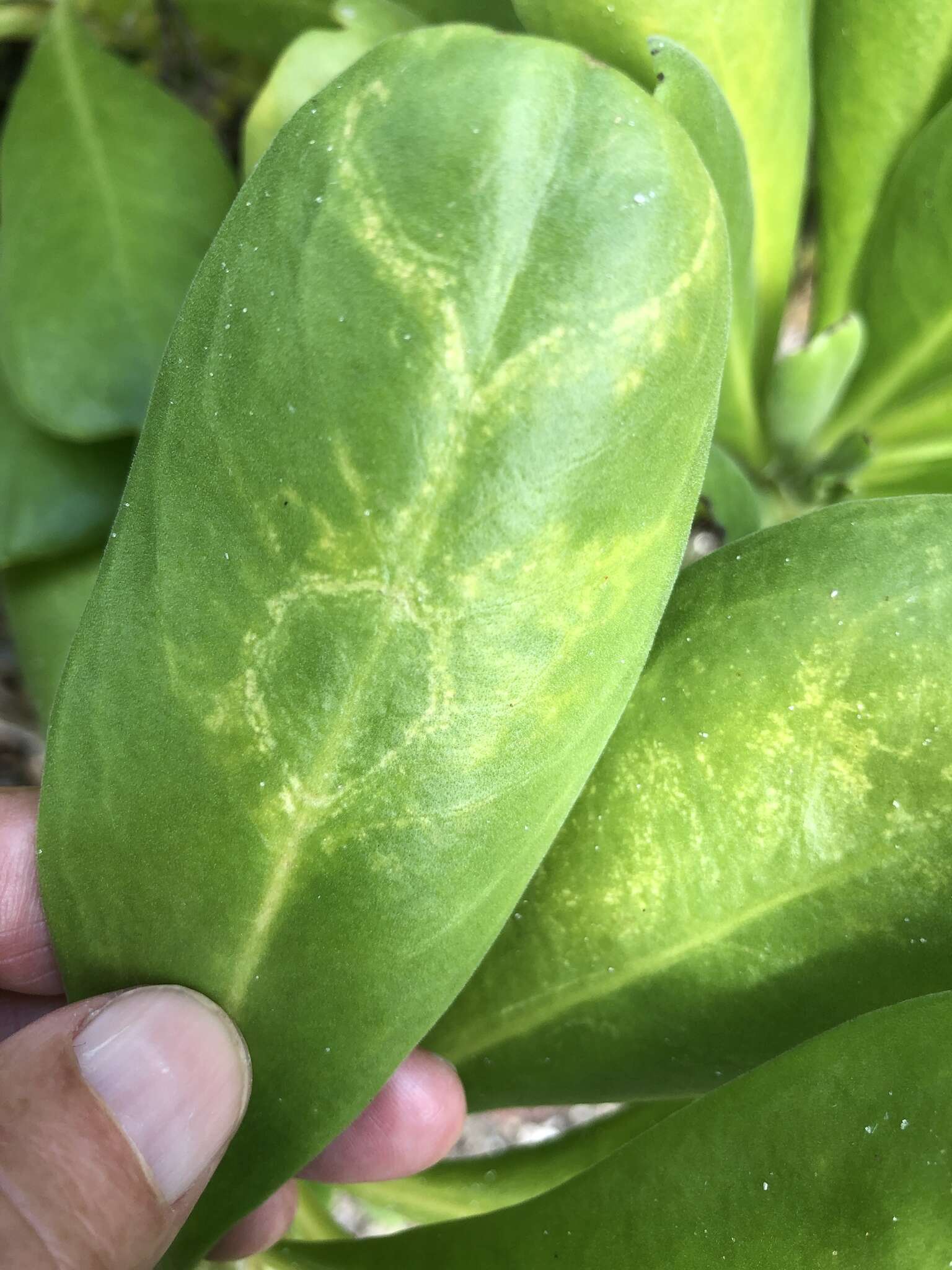 Image of Cucumber mosaic virus