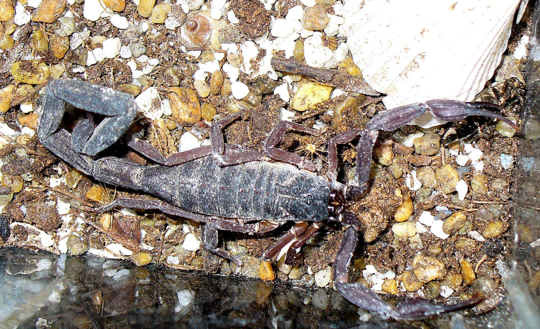 Image of Florida Bark Scorpion