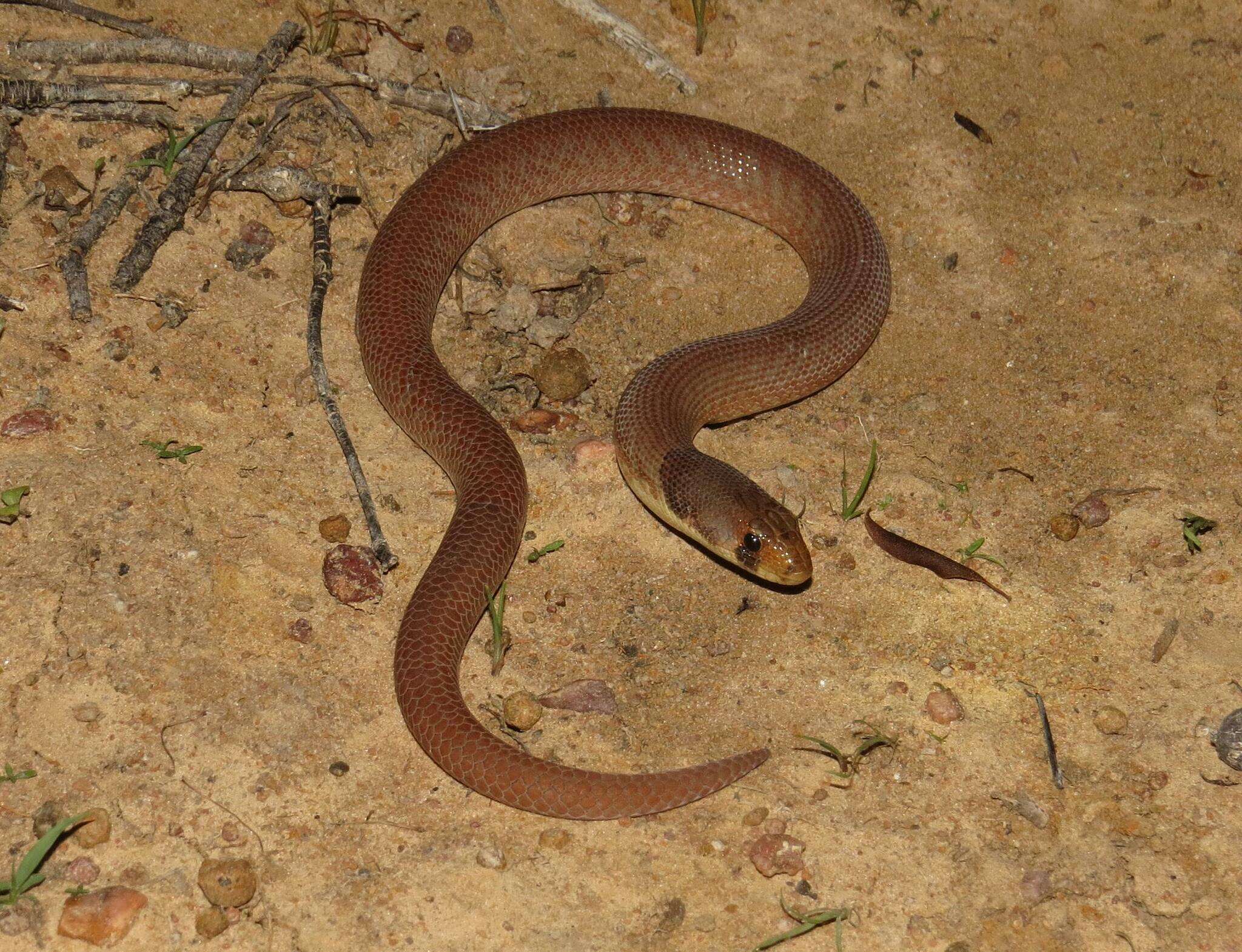 Image of Black-headed Scaly Foot