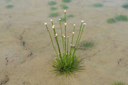 Image of Ashy Pipewort