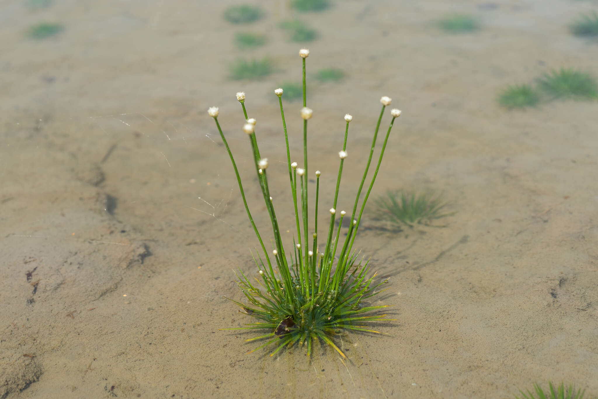 Sivun Eriocaulon cinereum R. Br. kuva