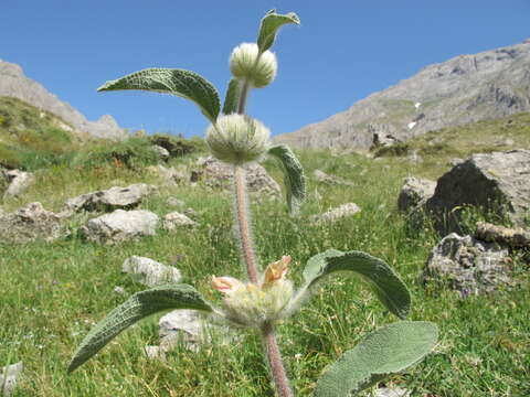 Image of Phlomis rigida Labill.