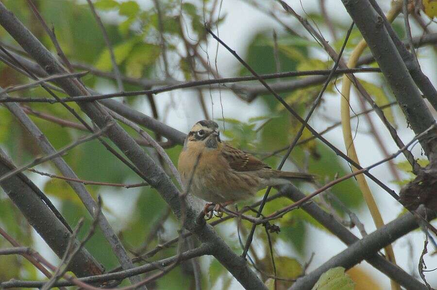 Image of Black-throated Accentor
