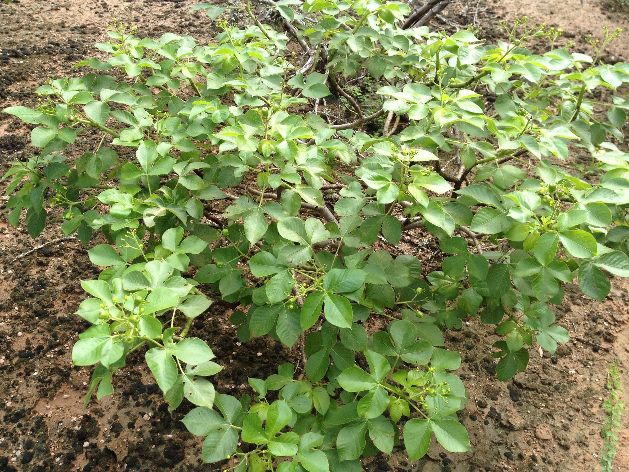 Image of Jatropha hippocastanifolia Croizat