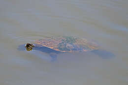 Image of Murray River Turtle