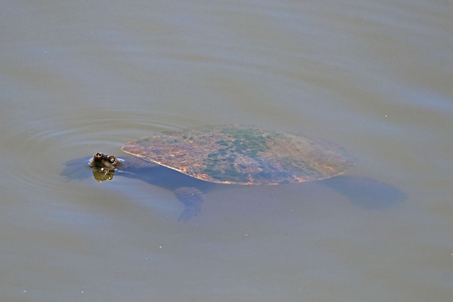 Image of Murray River Turtle