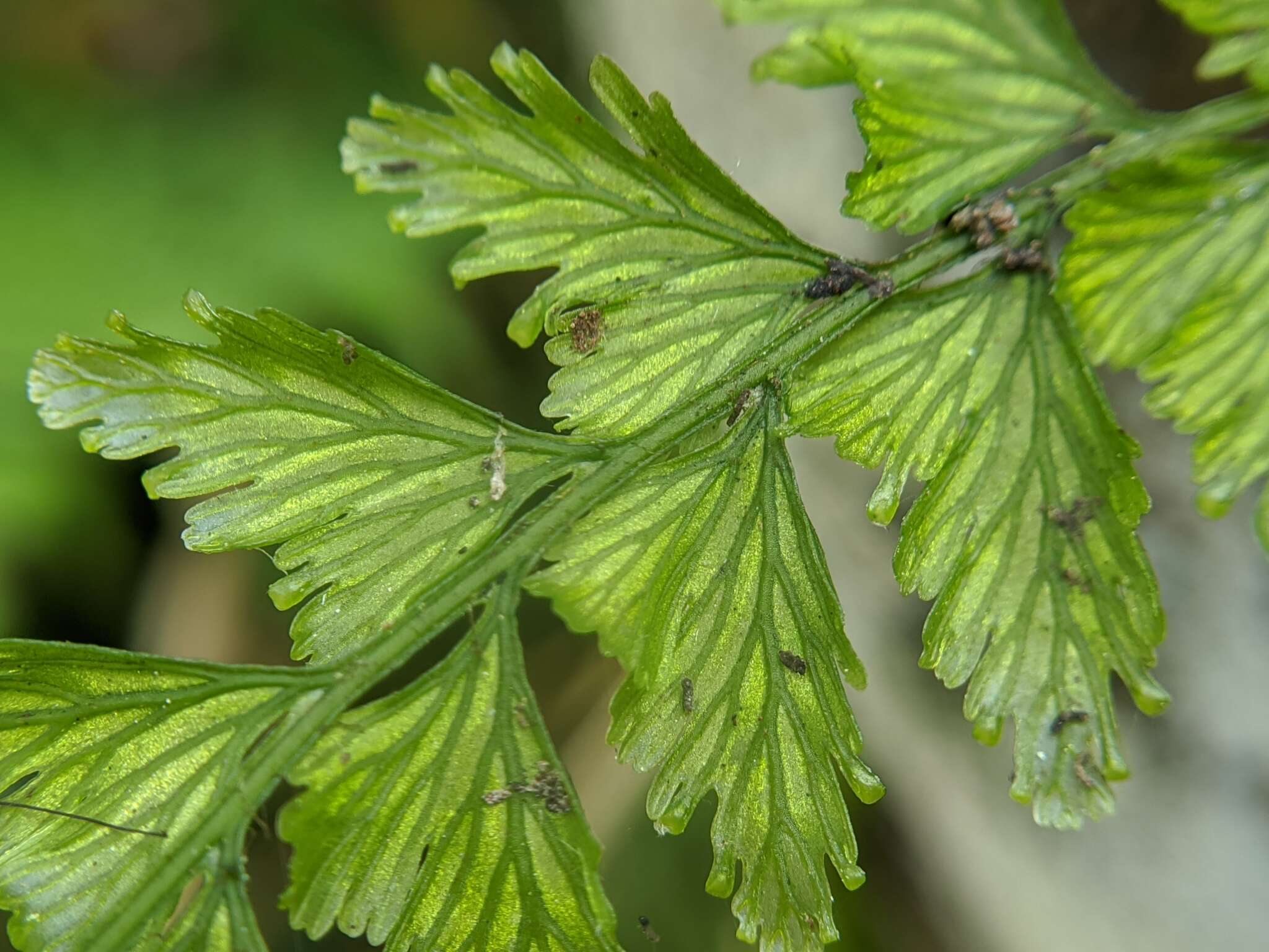 Image de Vandenboschia auriculata (Bl.) Copel.