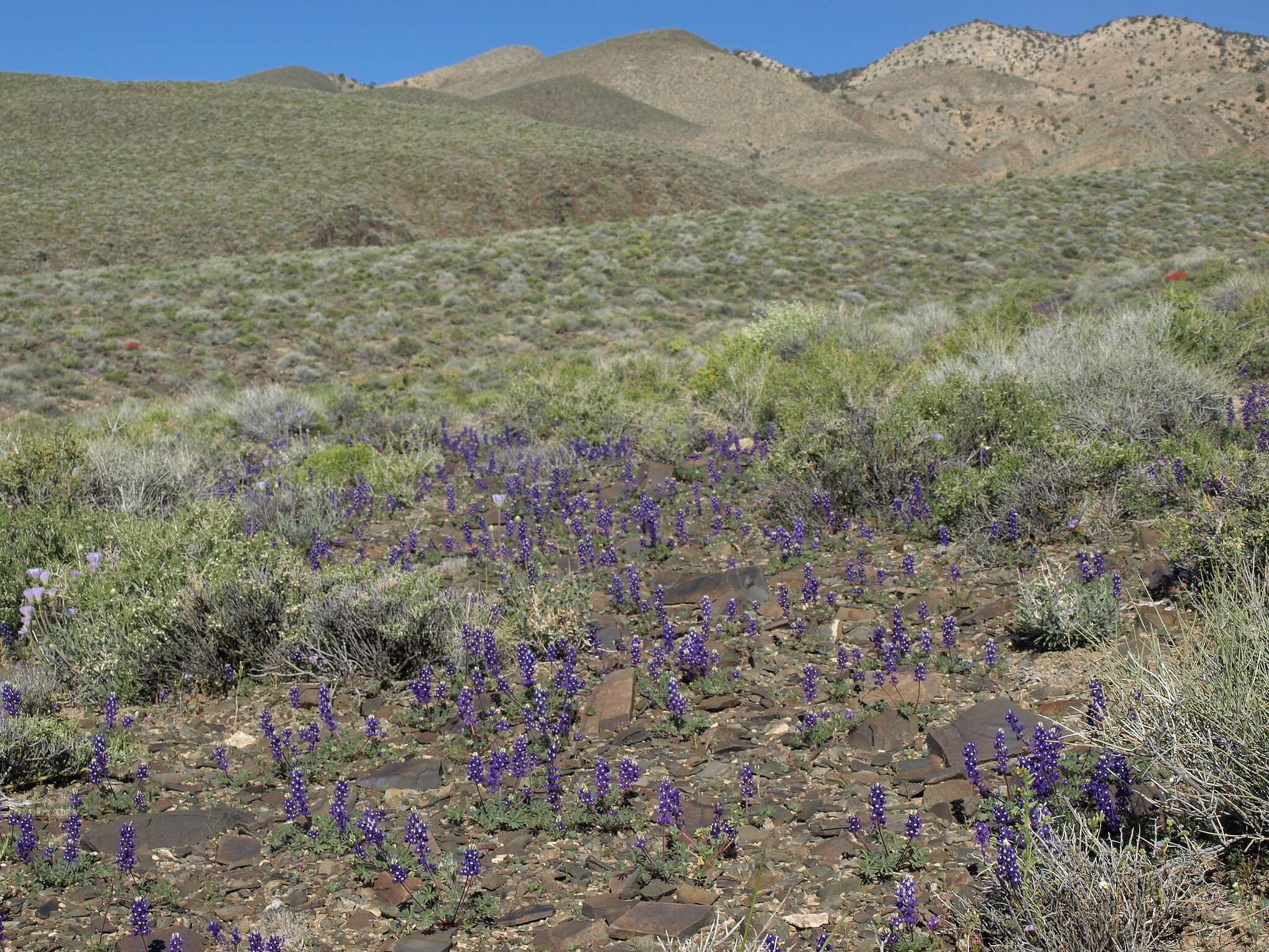 Imagem de Lupinus flavoculatus A. Heller