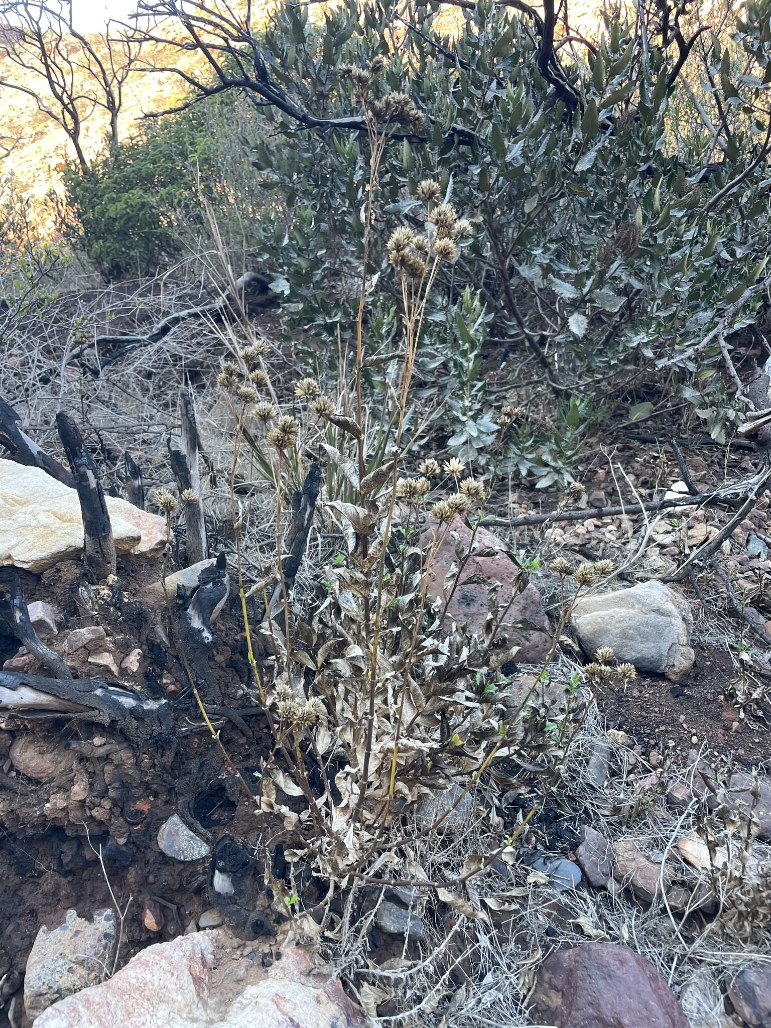 Image of bigleaf crownbeard