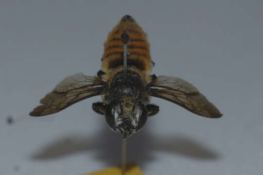 Megachile bicolor (Fabricius 1781)的圖片