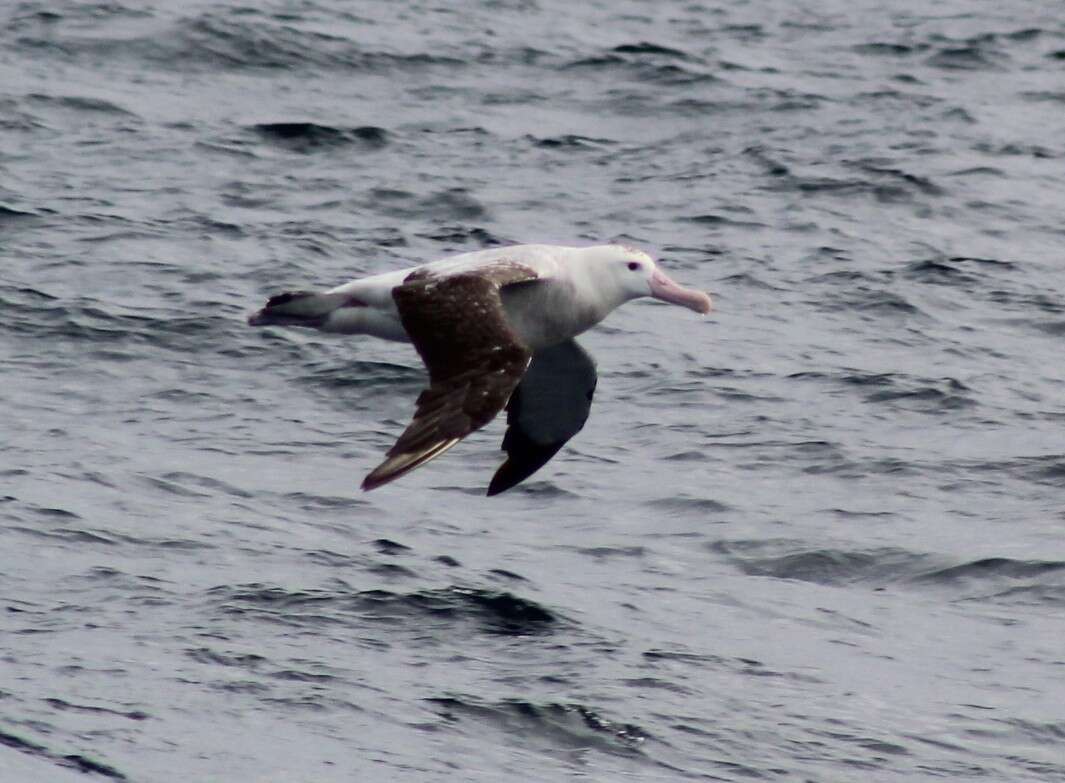 Image of Royal Albatross