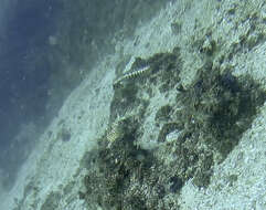 Image of White-streaked sandperch