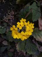 Plancia ëd Primula floribunda Wall.